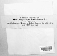 Rhytisma salicinum image